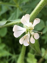 Silene dichotoma