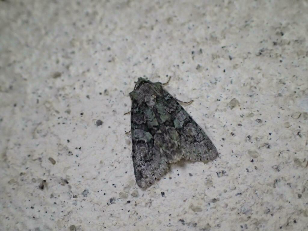 ナカオビキリガ