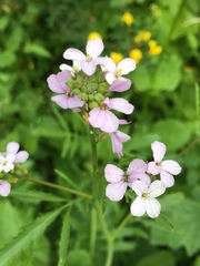 Erucaria hispanica