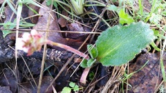 Micranthes californica