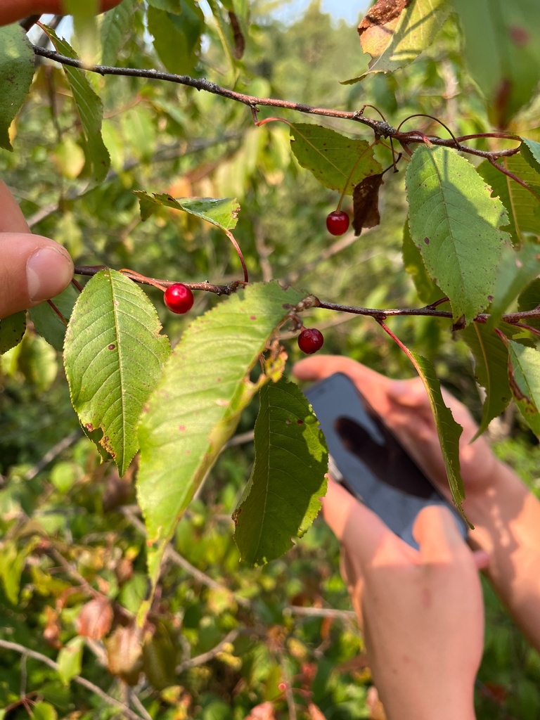 fire cherry from Kakabeka Falls Provincial Park, Oliver Paipoonge, ON