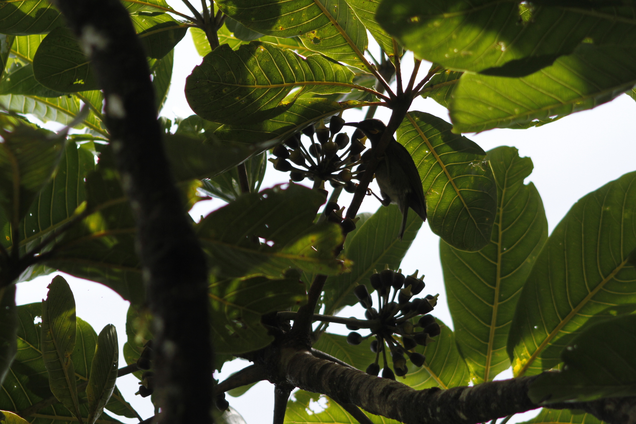 Fiji Wattled Honeyeater (Foulehaio taviunensis), photo 2