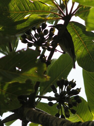 Fiji Wattled Honeyeater (Foulehaio taviunensis)