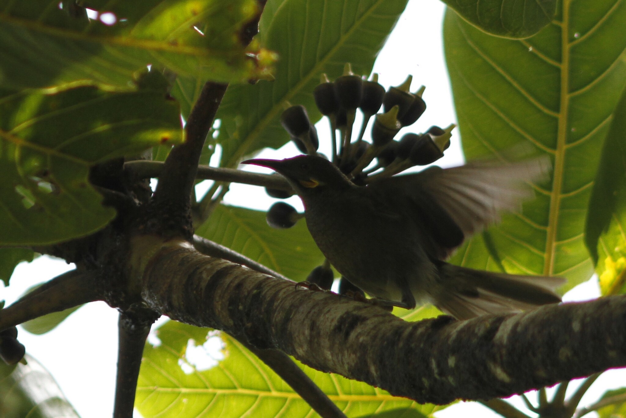 Fiji Wattled Honeyeater (Foulehaio taviunensis), photo 7