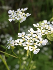 Tordylium carmeli