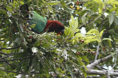 Maroon Shining Parrot (Prosopeia tabuensis), photo 6