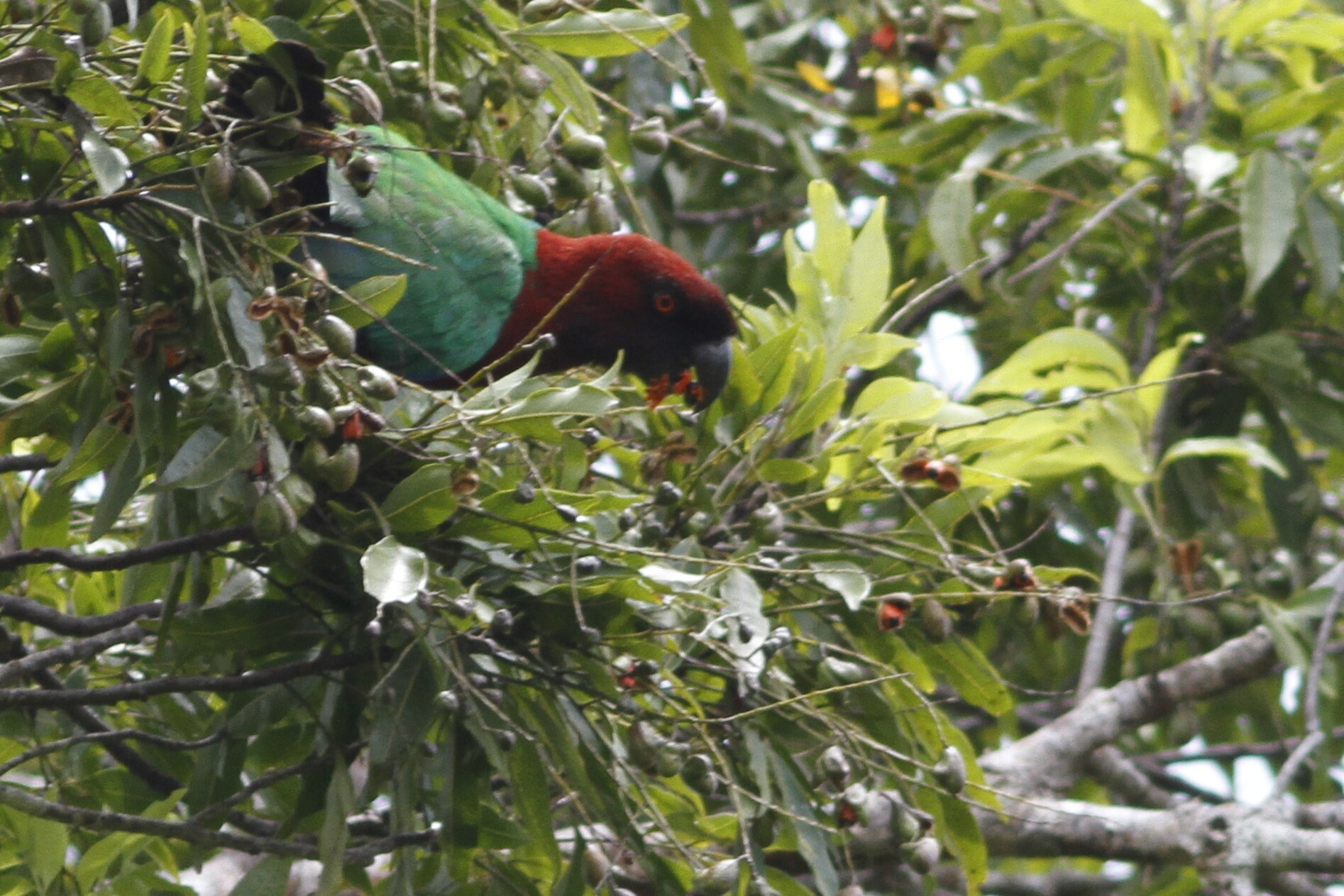 Maroon Shining Parrot (Prosopeia tabuensis), photo 5
