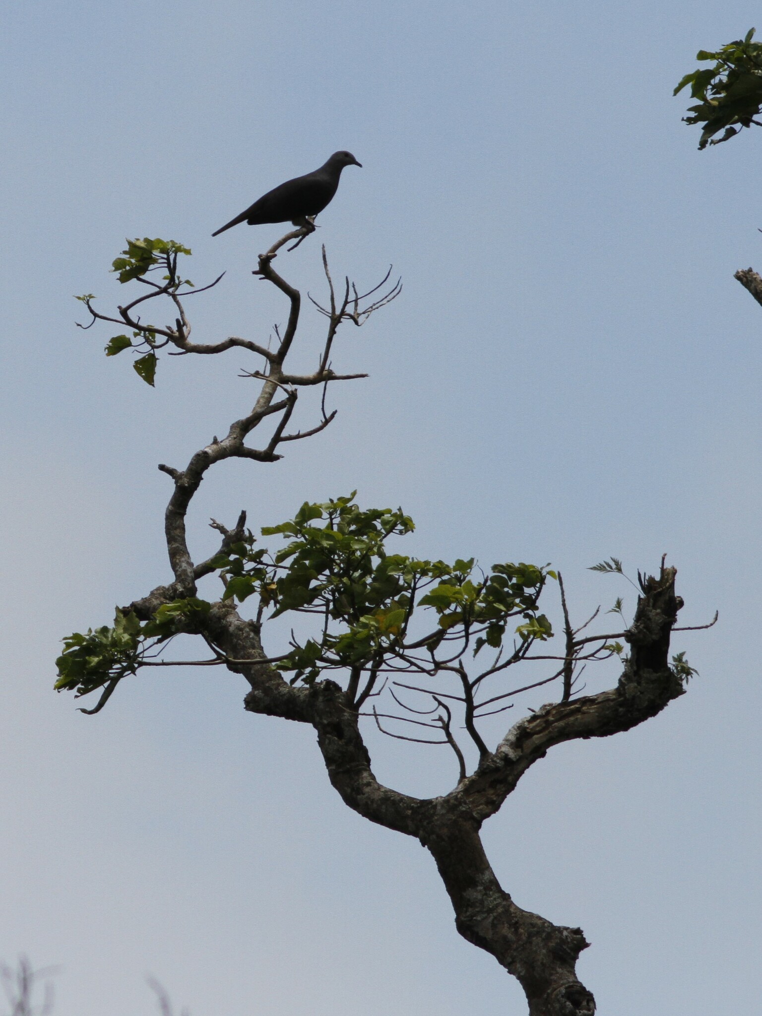 Barking Imperial Pigeon (Ducula latrans), photo 10