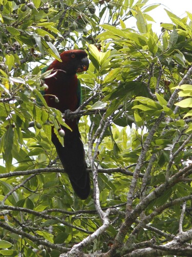 Maroon Shining Parrot (Prosopeia tabuensis), photo 2