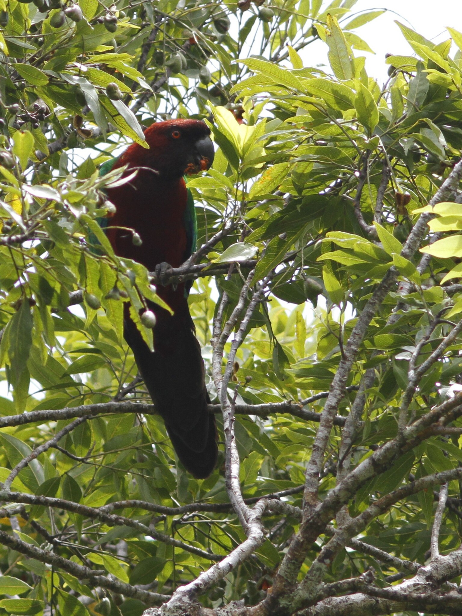 Maroon Shining Parrot (Prosopeia tabuensis), photo 2