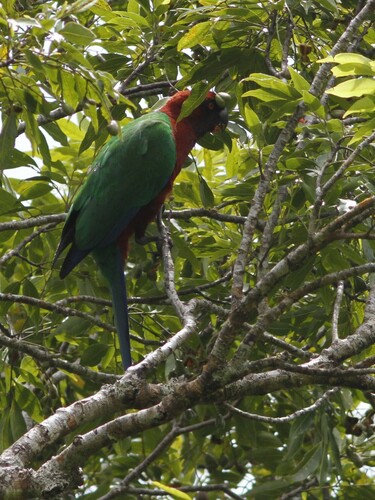 Maroon Shining Parrot (Prosopeia tabuensis), photo 3