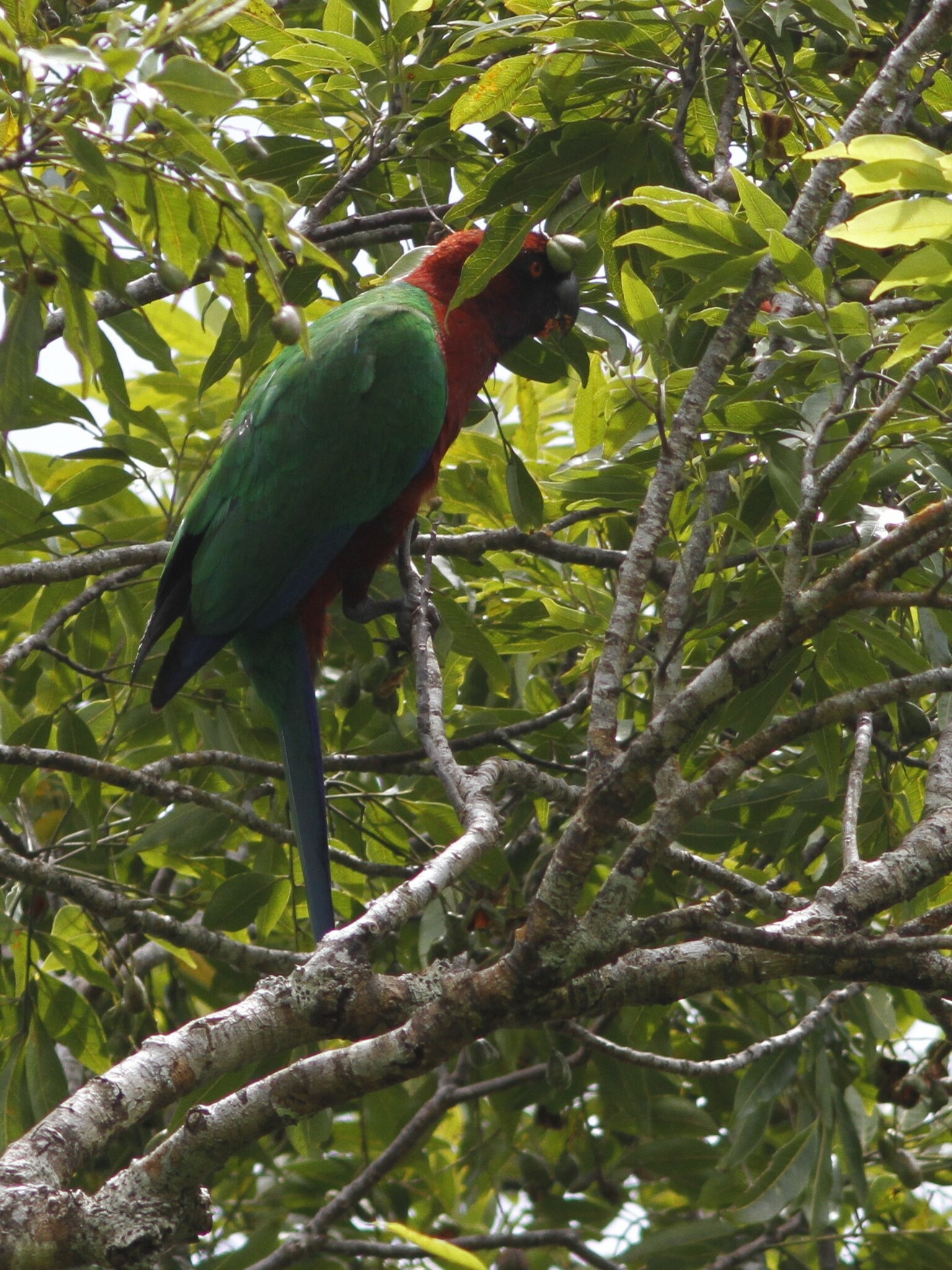 Maroon Shining Parrot (Prosopeia tabuensis), photo 3