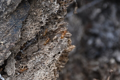 Camponotus festinatus