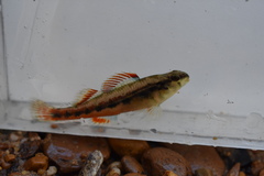 Firebelly Darter photo 3