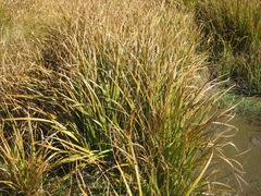 Carex coriacea