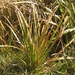 Carex coriacea - Photo (c) greenschist, μερικά δικαιώματα διατηρούνται (CC BY-NC), uploaded by greenschist