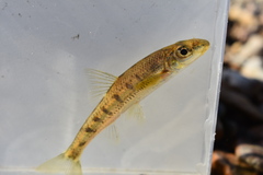 Blotched Chub photo 5