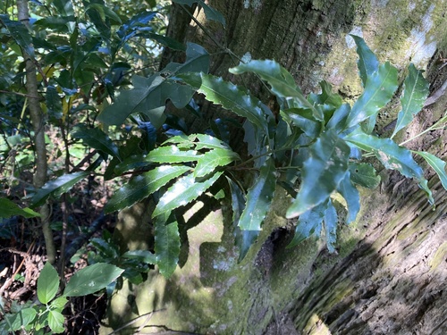 Helicia cochinchinensis iNat (2)