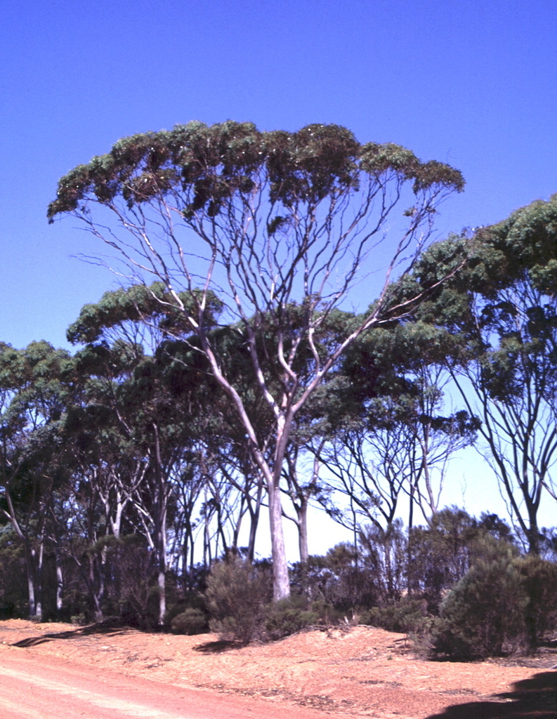 Eucalyptus ornata 2