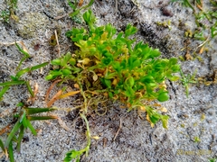 Stellaria apetala