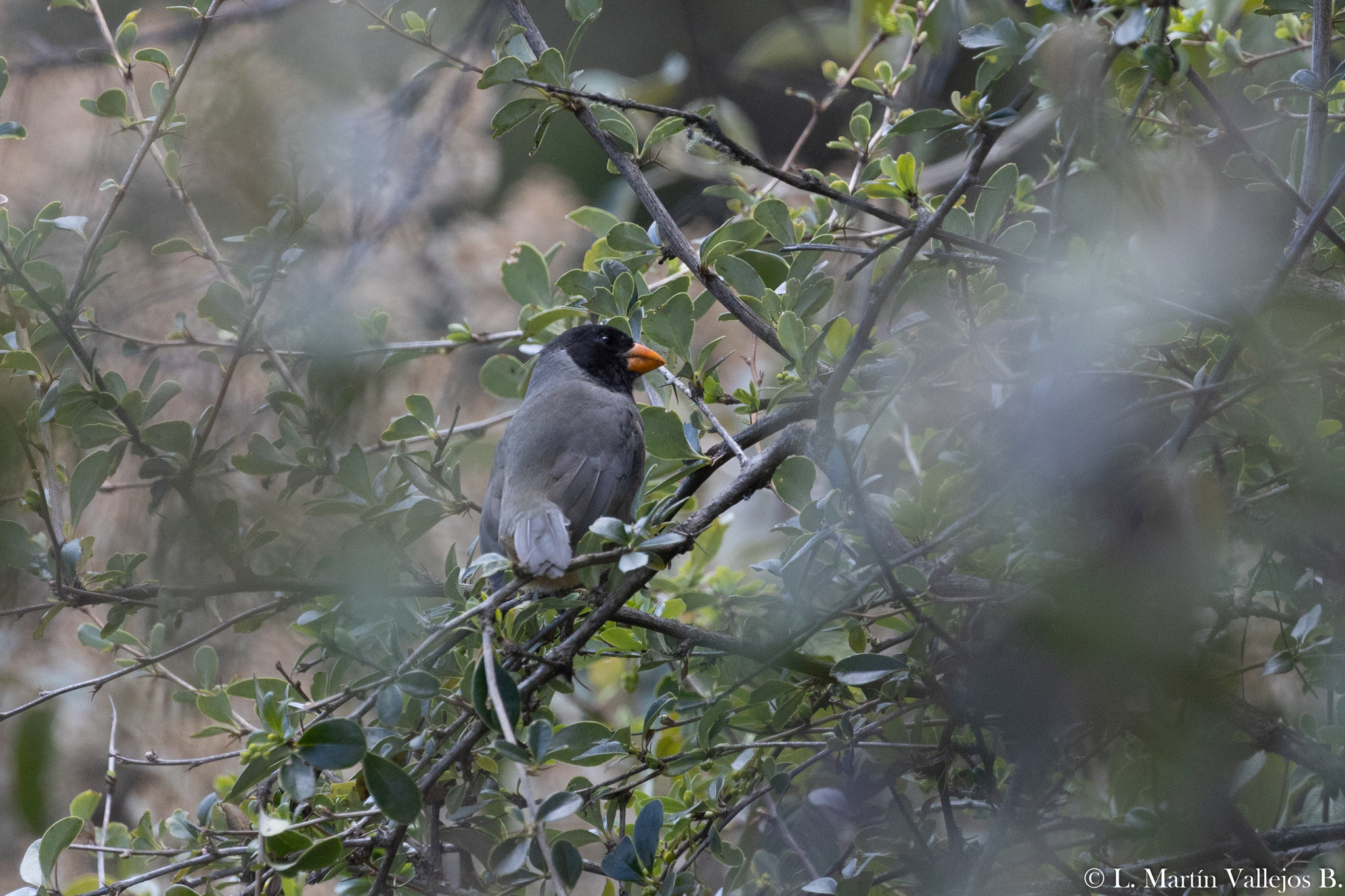 Black-cowled Saltator (Saltator nigriceps), photo 5