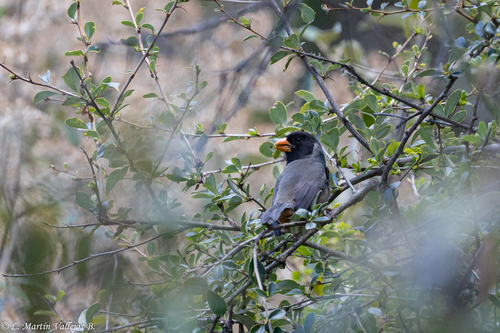 Black-cowled Saltator (Saltator nigriceps), photo 9