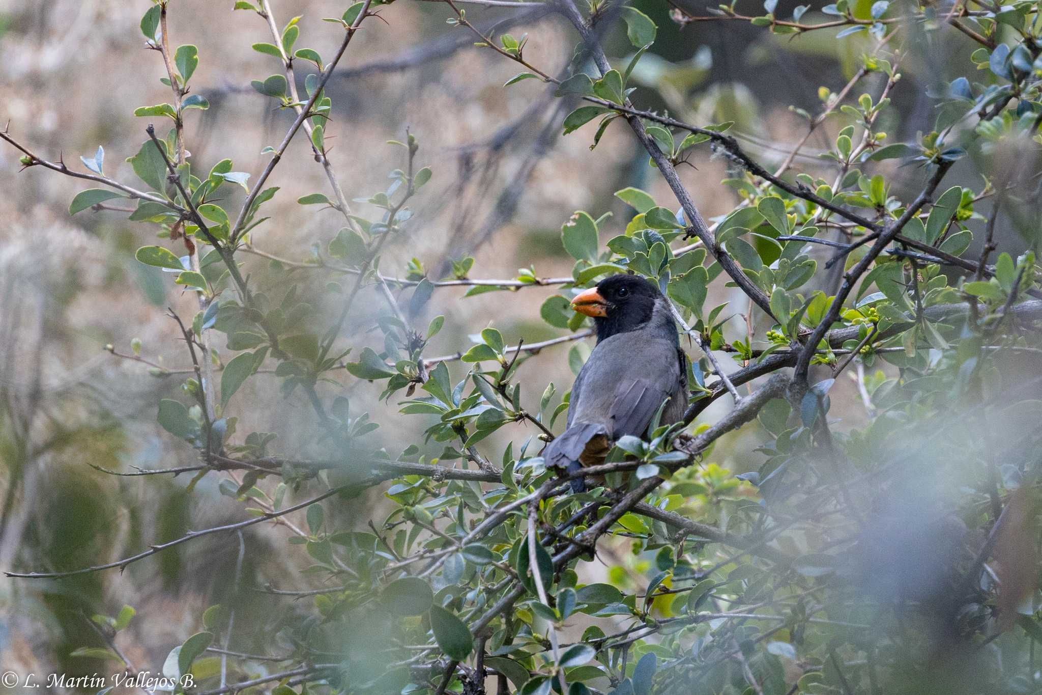 Black-cowled Saltator (Saltator nigriceps), photo 4