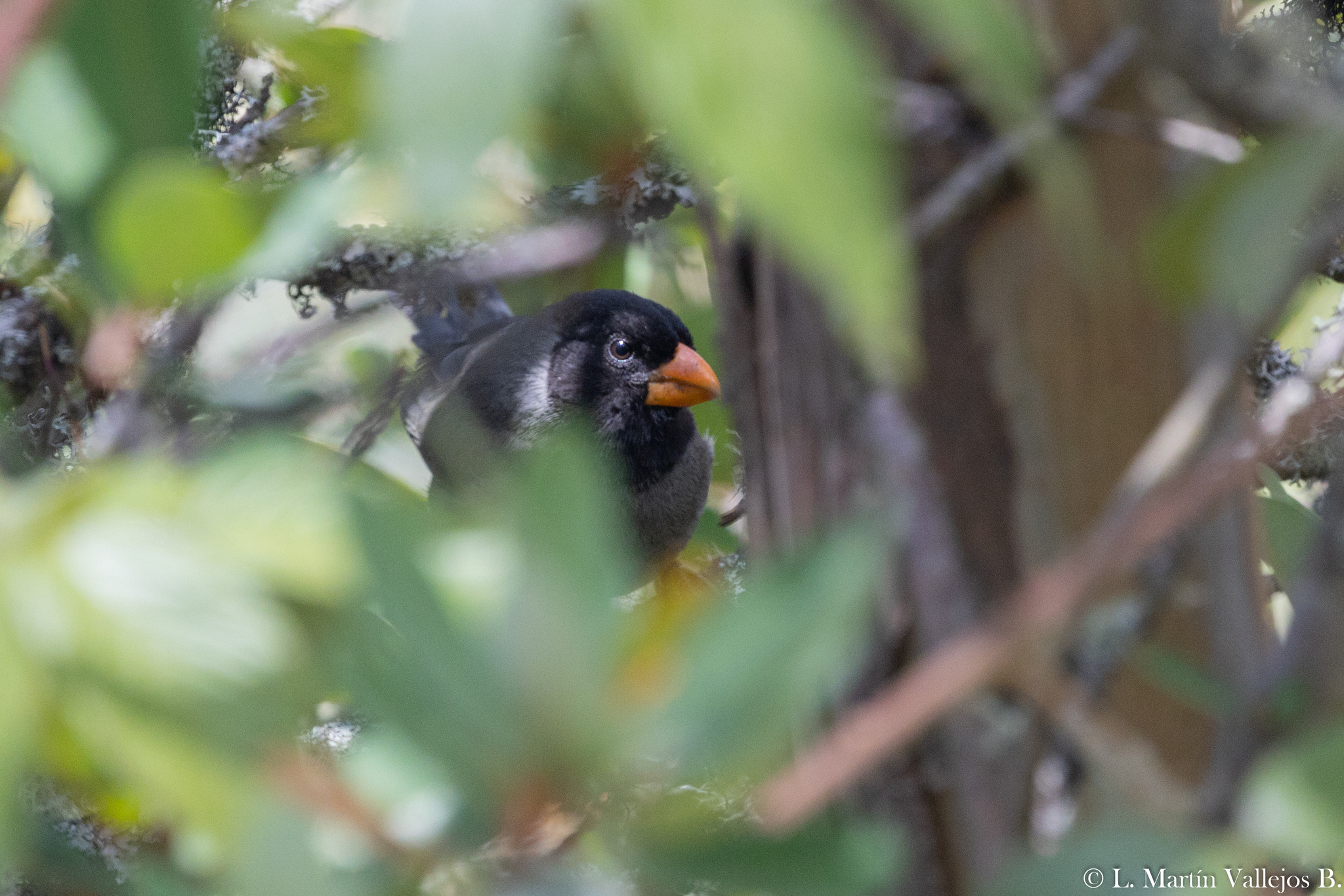 Black-cowled Saltator (Saltator nigriceps), photo 6