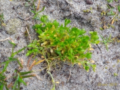 Stellaria apetala