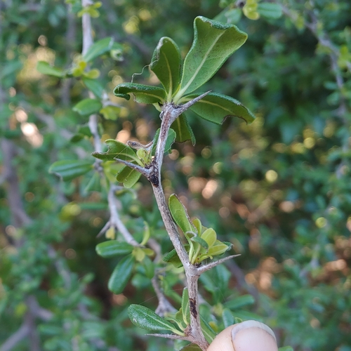 Greenheart ebony (Rochefortia acanthophora)