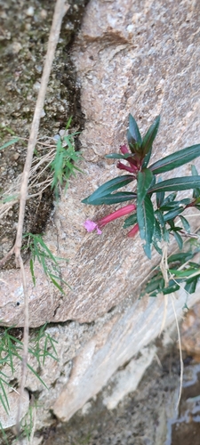 Cuphea rasilis