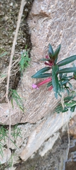 Cuphea rasilis