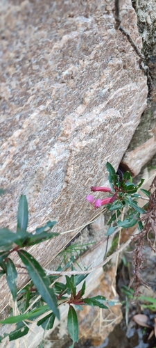 Cuphea rasilis, photograph 1