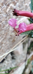 Cuphea rasilis, photograph author not stated, no rights reserved