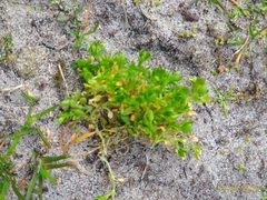 Stellaria apetala