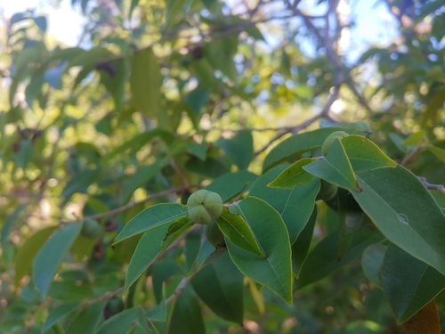 Savia sessiliflora