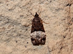 Scoparia minusculalis
