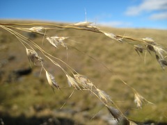 Chionochloa rigida rigida