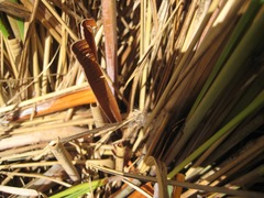 Chionochloa rigida rigida