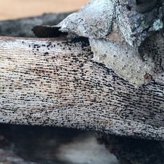 Splanchnonema platani