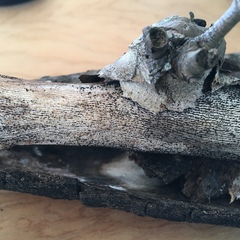 Splanchnonema platani