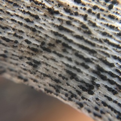 Splanchnonema platani