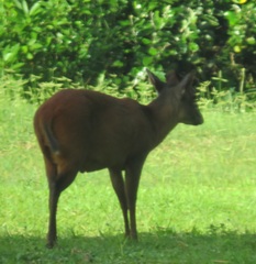 Cephalophorus natalensis natalensis