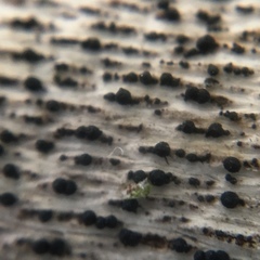 Splanchnonema platani