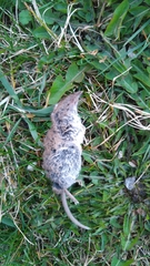 Crocidura suaveolens