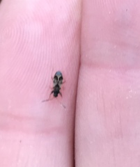 Oxycarenidae