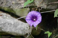 Ipomoea lindenii