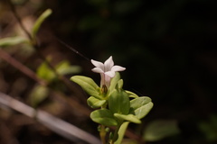 Spigelia coelostylioides