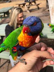 Trichoglossus moluccanus