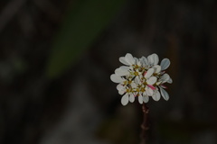 Euphorbia leucocephala